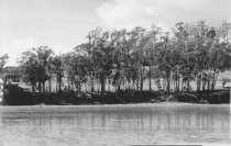 Photo showing the Marshlands, Shelter Ridge Area, Richardson Bay, 2000