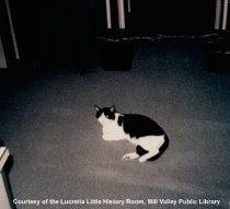 The library cat, date unknown