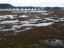 Bothin Marsh from Almonte Blvd, 2020