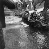 Library Boat Race on Old Mill Creek, 1973