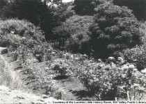 Rose garden on Stolte property circa 1935