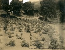 Stolte rose garden and Castle Rock in distance, 1912