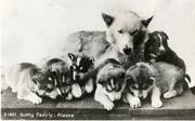 individual Photograph from Sarvis' Alaska Photo Album Depicting A Husky Family