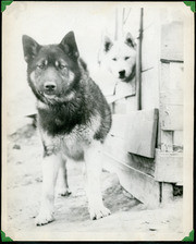 individual Photograph from Sarvis' Alaska Photo Album Depicting Members of A Dogsled Team