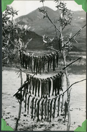 individual Photograph from Sarvis' Alaska Photo Album Depicting Fish Dangling and Drying Between Two Trees