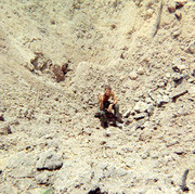 Photograph of Gustafsson Washing His Hair in of A Large Bomb Crater