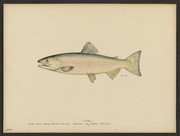 Blueback salmon (Oncorhynchus nerka Walbaum)