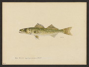 Gray pike-perch (Stizostedion canadense Smith)