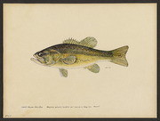 Largemouth black bass (Micropterus salmoides Lacepede)