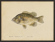 Warmouth bass (Chaenobryttus gulosus Gill)