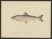 Menominee whitefish (Coregonus quadrilateralis Richardson)