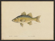 Yellow bass (Morone interrupta Gill)