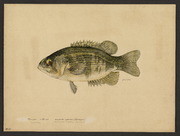 Rock bass (Ambloplites rupestris Rafinesque)