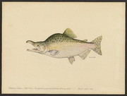 Humpback salmon (Oncorhynchus gorbuscha Walbaum)