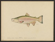 Silver salmon (Oncorhynchus kisutch Walbaum)