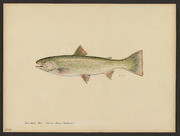 Dolly Varden trout (Salvelinus malma Walbaum)