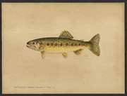 Golden trout of Soda Creek (Salmo whitei Evermann)