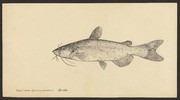 Channel catfish (Ictalurus punctatus)