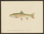 Alaska rainbow trout (Salmo irideus Gibbons)