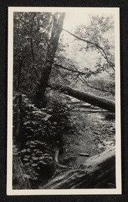 Creek in the redwoods near Scotia, California