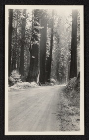 Redwood Road near Scotia, California