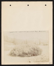 Sambucus racemosa. Summit, California