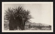 Yucca mohavensis. Morongo Valley, California, no. 1