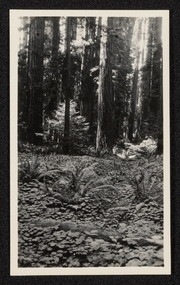 Carpet of Oxalis among redwoods near Scotia, California