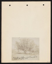 Prosopis juliflora. Oak Grove, California