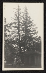 Pseudotsuga near macrocarpa. Ukiah, California