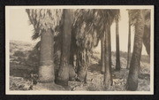 Thousand Palms near Edom, California, no. 8