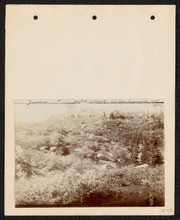 Quercus. Matted, covering slopes. Summit, California