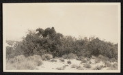 Mistletoe on mesquite. Edom, California