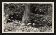 Fallen monarch clothed by Oxalis and Polypodium. Redwoods near Scotia, California