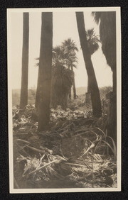 Thousand Palms near Edom, California, no. 3