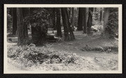 Picnicking among redwoods near Scotia, California