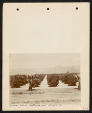 Orange grove. Redlands, California