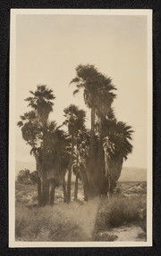 Thousand Palms near Edom, California, no.7