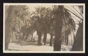 Thousand Palms near Edom, California, no. 9