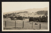 Live oaks, Redwood Road, California