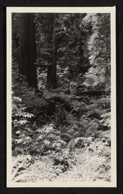 Ferns in the redwoods near Scotia, California