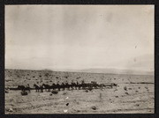 Freighting team in Death Valley, California