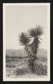 Yucca mohavensis. Morongo Valley, California, no. 2