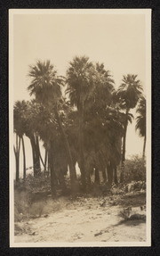 Thousand Palms near Edom, California, no. 5