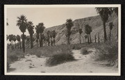 Thousand Palms near Edom, California, no.1