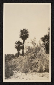 Smoke tree and palms near Edom, California