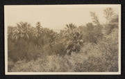 2-group palms and mesquite near Edom, California