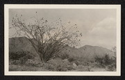 Ocotillo. Near Indio, California