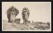 2-group palms near Edom, California, no.1