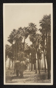 Thousand Palms near Edom, California, no.2